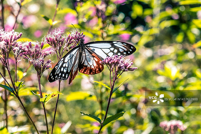 虎斑蝶与日本泽兰花图片素材