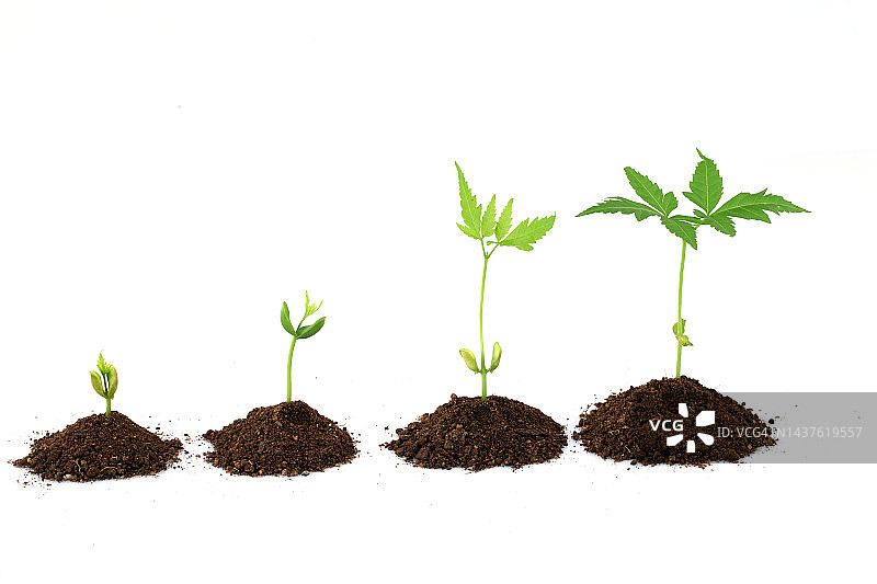 植物生长阶段图片素材