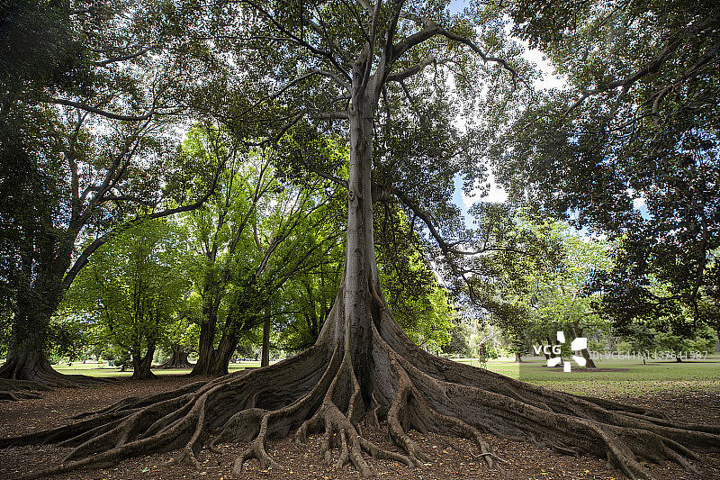 森林中的大树图片素材