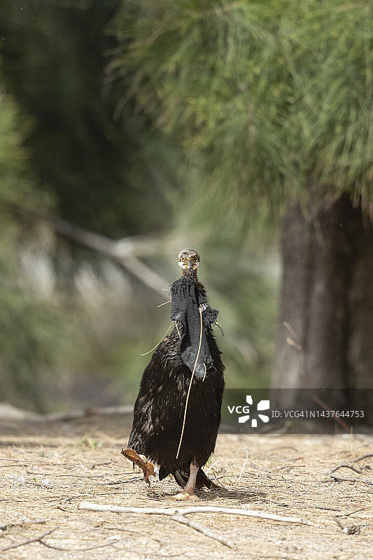 缠绕的镖鱼图片素材