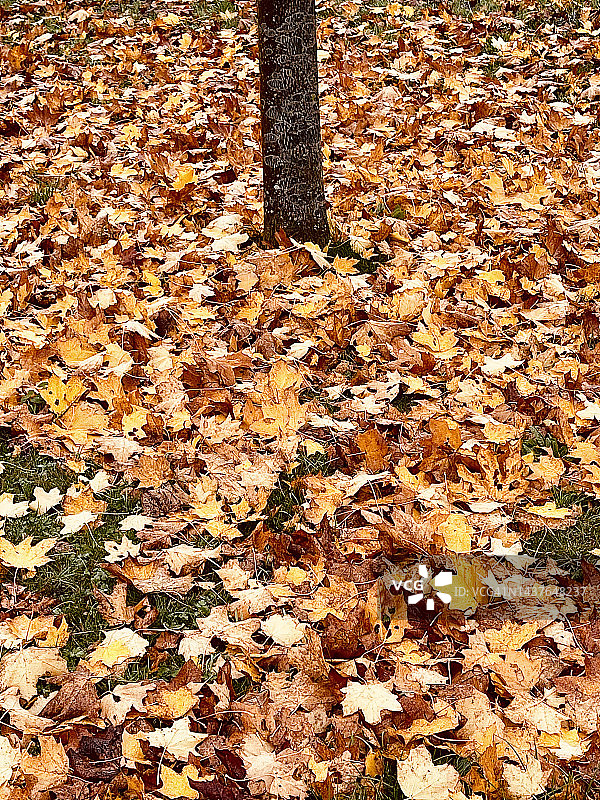 糖槭。秋天的糖槭树叶图片素材