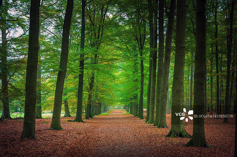 森林中覆盖着秋叶的步行道图片素材