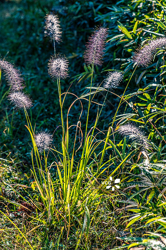 闪耀晨露的草地喷泉图片素材