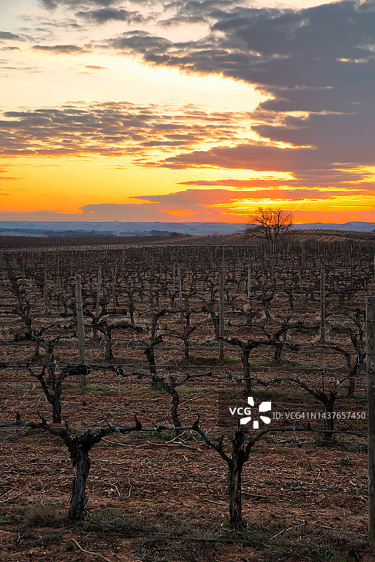 日落时分的古老葡萄园，修剪季节后的老藤图片素材