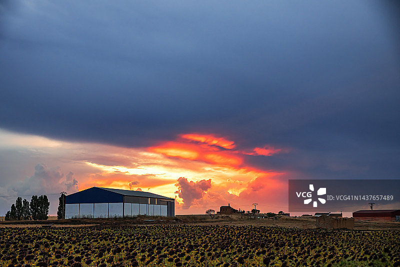 日落时分的向日葵田和农场建筑图片素材