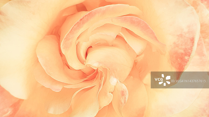 柔和色调的玫瑰花瓣特写图片素材