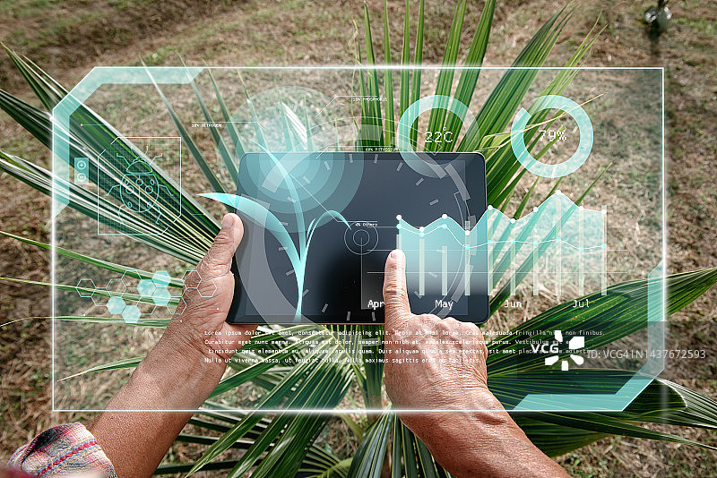 男农民使用数字平板电脑和虚拟现实人工智能(AI)分析椰子树农业田中患病植物。技术智能农业和创新农业概念。图片素材