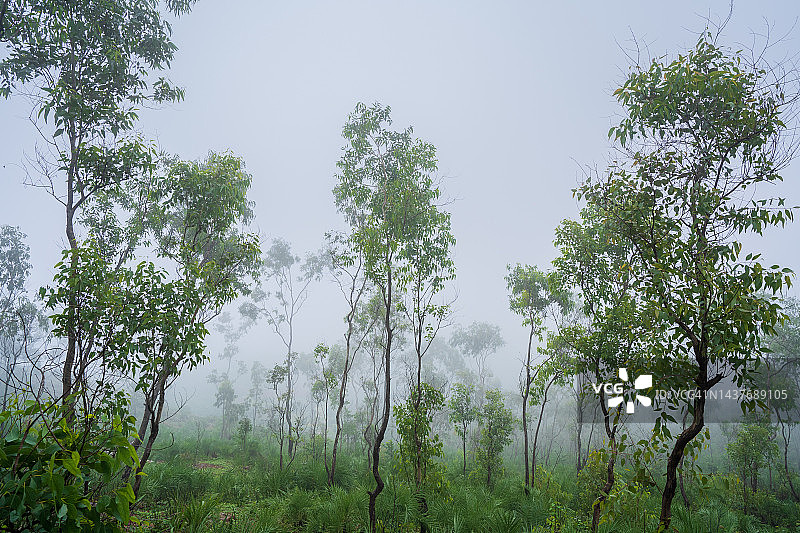 雾气缭绕的山中树木图片素材