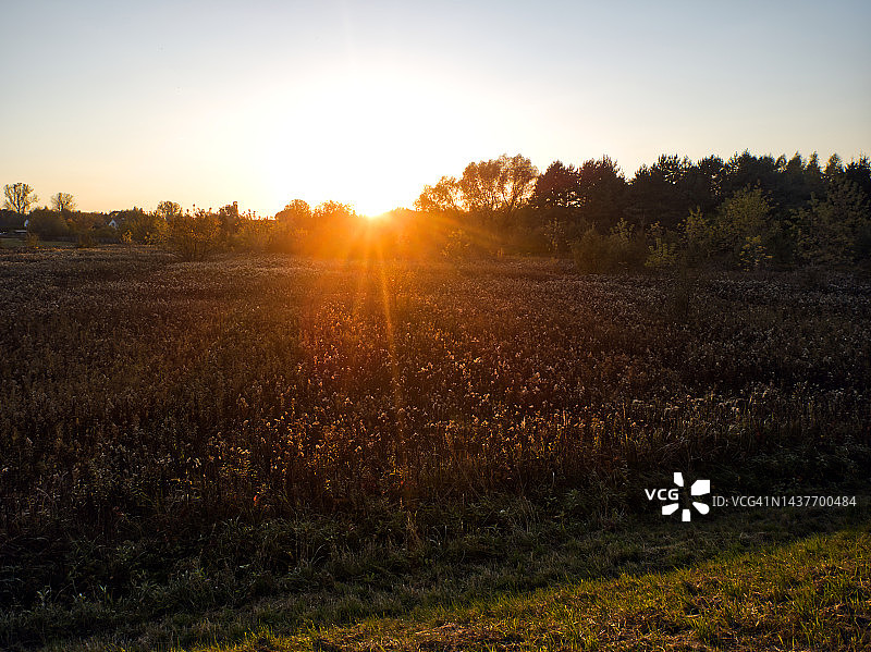 秋日日落时分盛开的黄花田图片素材