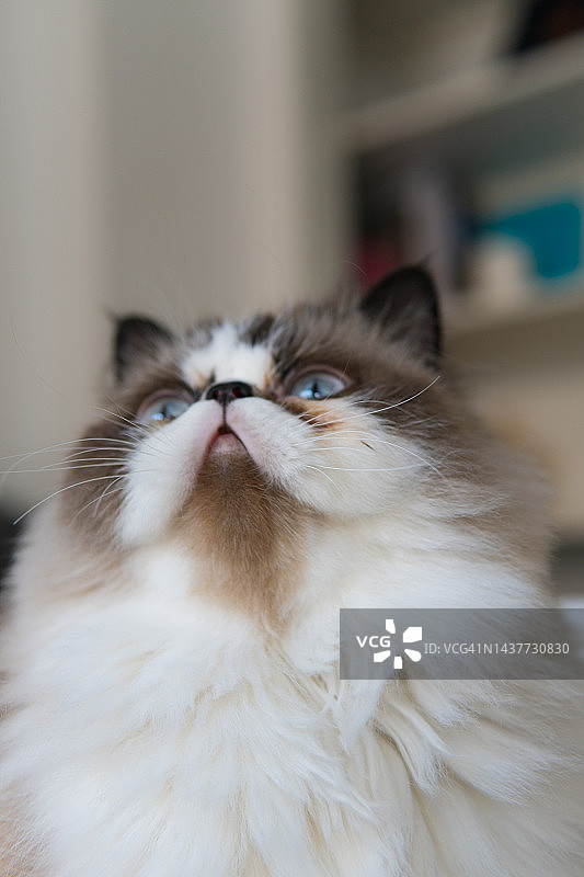 向上看的可爱的米色和白色波斯猫特写图片素材