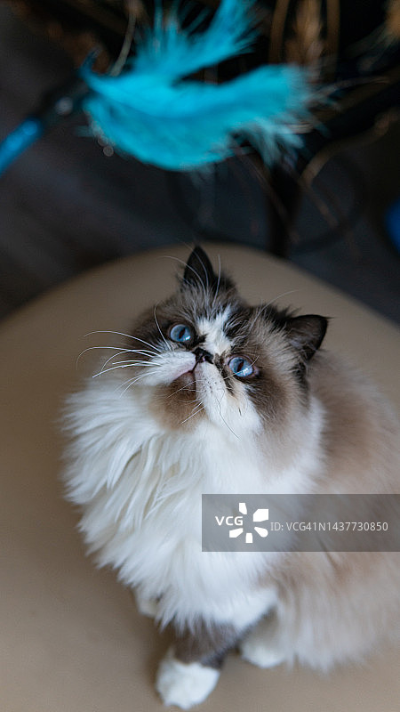 波斯猫玩蓝色羽毛玩具图片素材