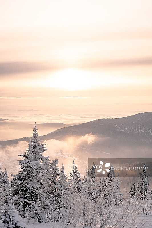 风景如画的冬季云杉林图片素材