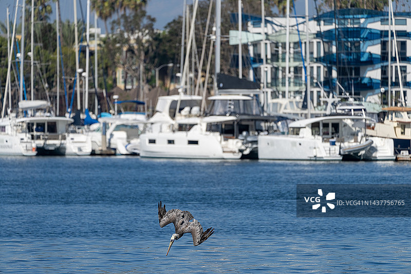 褐鹈鹕图片素材
