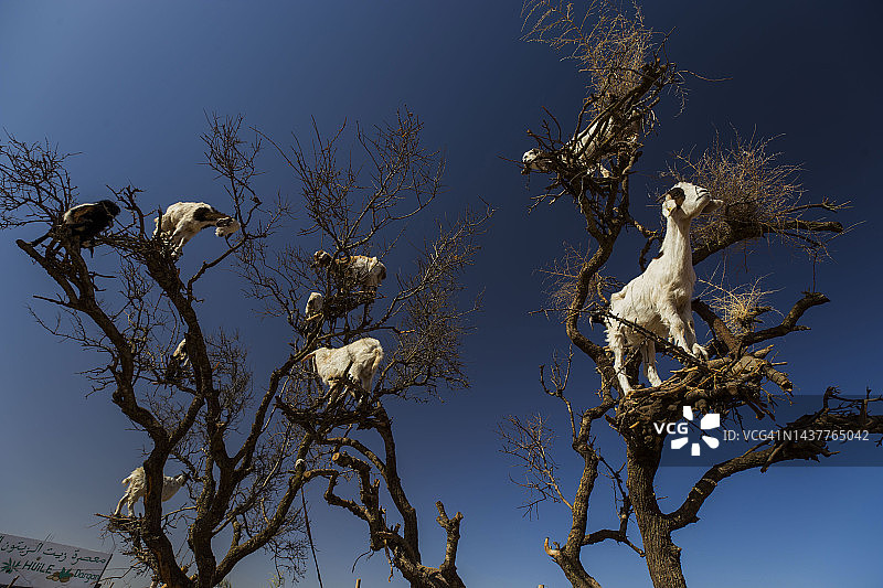 摩洛哥索维拉-马拉喀什的爬树山羊图片素材