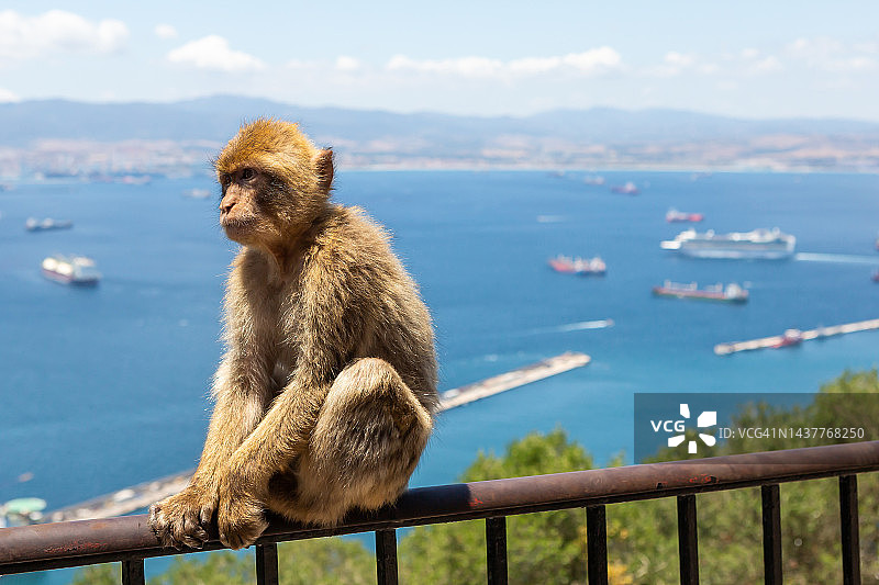 生活在直布罗陀岩石上的自由巴巴里猕猴（直布罗陀/英国）图片素材