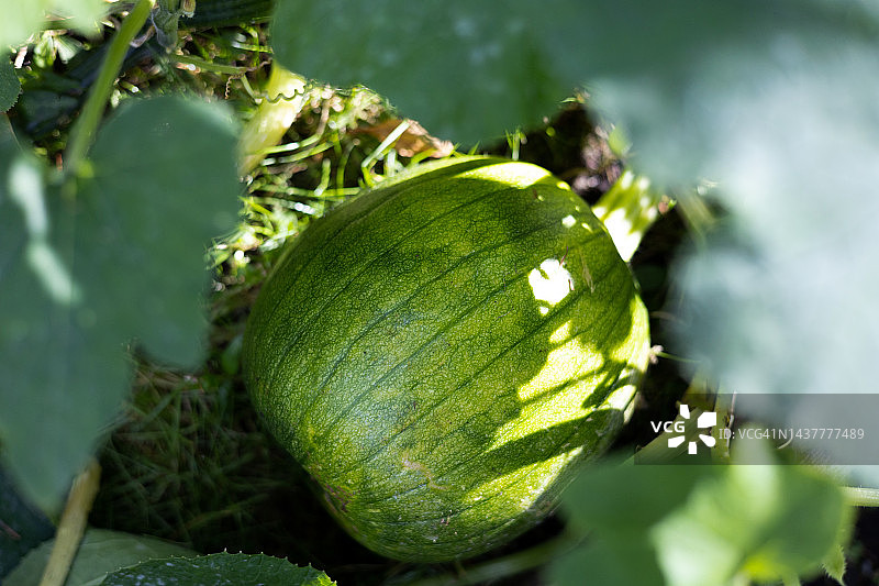 蔬菜园中旺盛的南瓜藤蔓植物上生长的南瓜图片素材