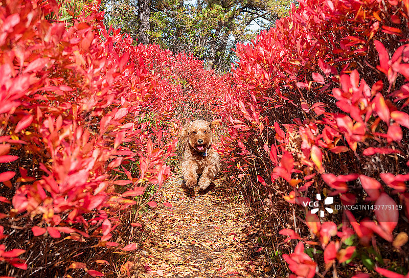 在徒步小径上奔向相机的金毛贵宾犬图片素材