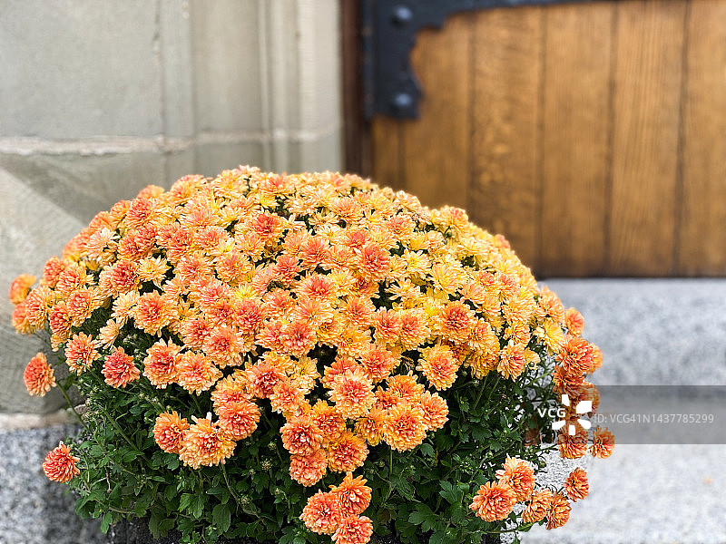 传统盆栽菊花，古董木门前，秋季图片素材