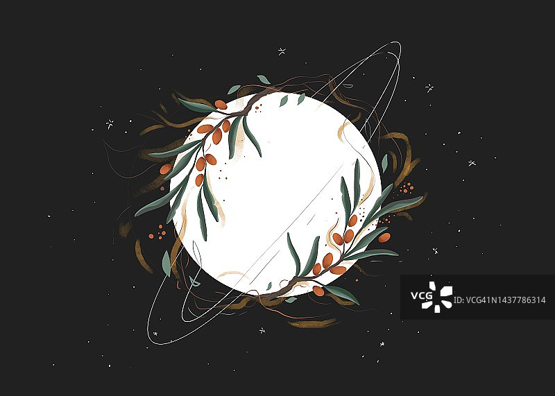 栒子植物。图片素材