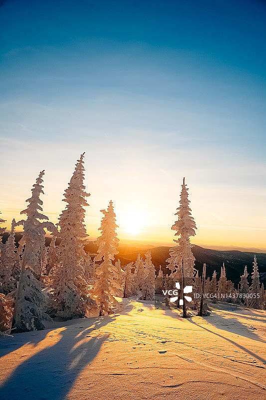 日落时分风景如画的冬季云杉林图片素材