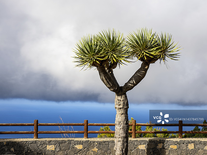 从海岸观景点眺望大海，加那利群岛拉帕尔马岛上的龙血树图片素材