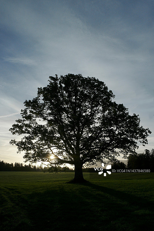 日出时雄伟的树图片素材