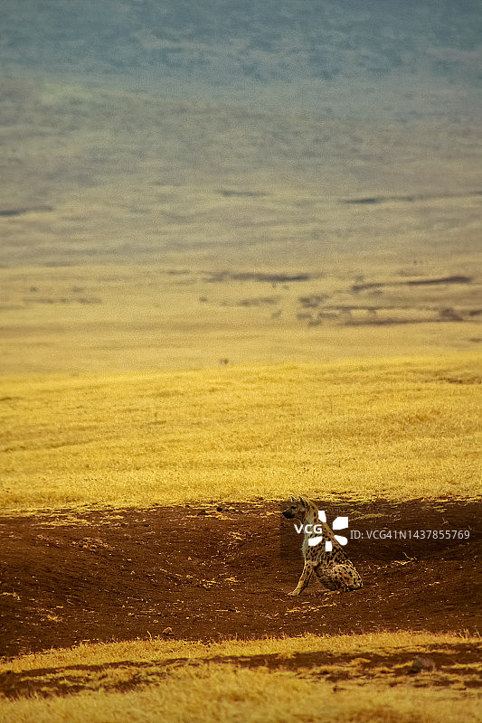 隐藏的鬣狗，恩戈罗恩戈罗火山口（坦桑尼亚）图片素材