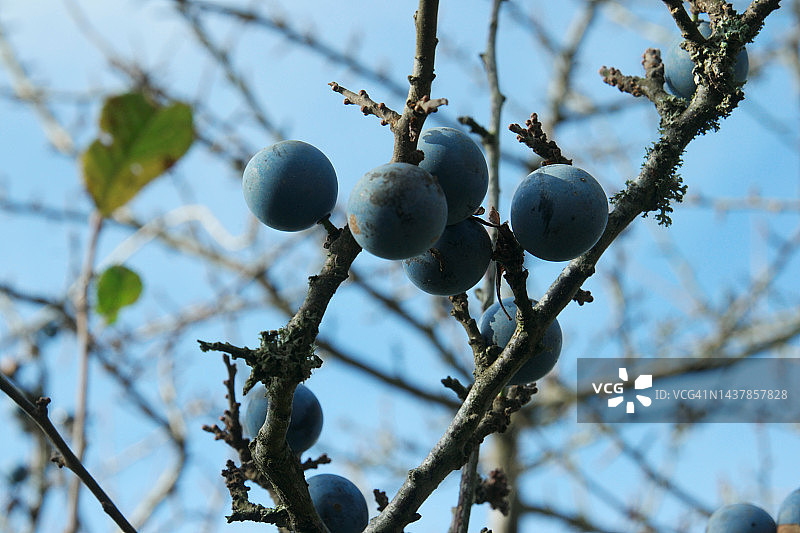 野生浆果图片素材