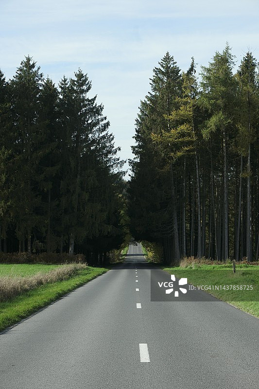 穿越针叶林的道路图片素材