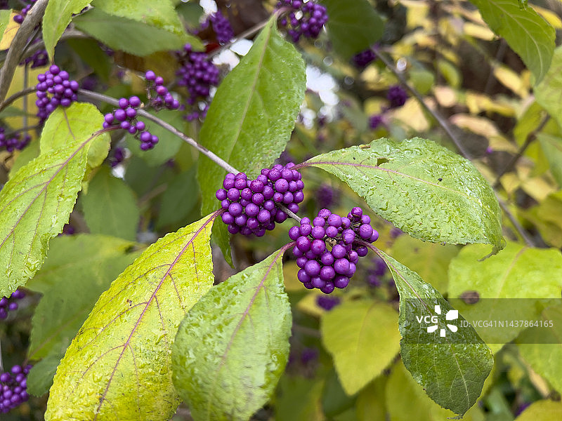 紫珠植物和果实特写图片素材