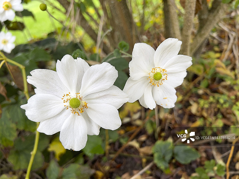 银莲花特写图片素材