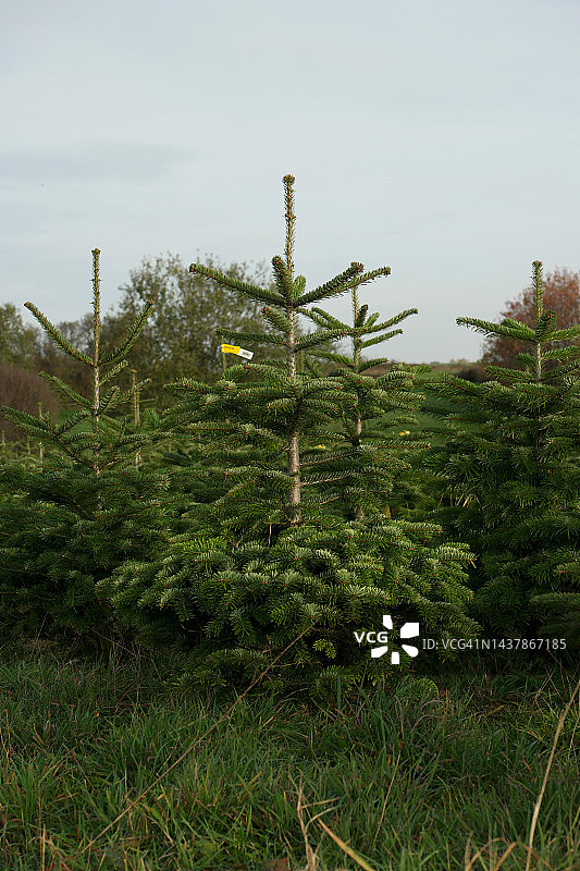 圣诞树农场图片素材