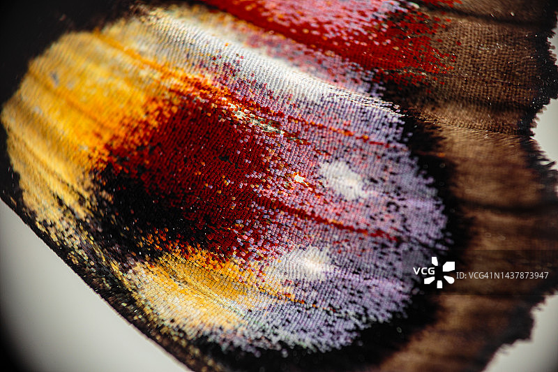 蝴蝶翅膀的特写图片素材