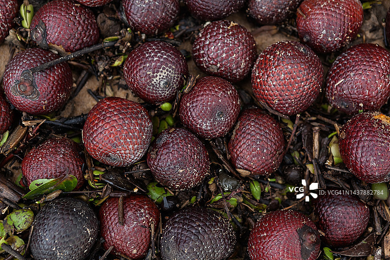 马里帕图片素材