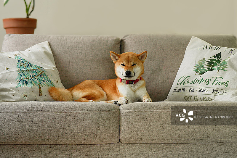 带有灰色沙发、熟睡的姜色宠物狗和圣诞图案枕头的温馨房间图片素材