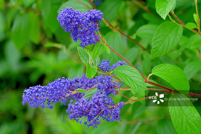 加州丁香图片素材