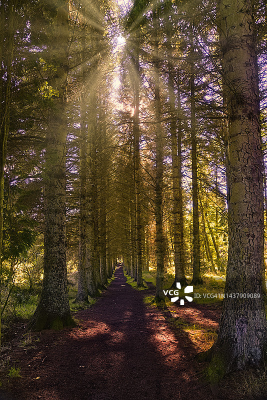 比克雷格郊野公园湖边的树林，靠近英国苏格兰西洛锡安林利思戈图片素材