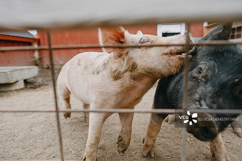 玩耍的粉色和黑色猪图片素材