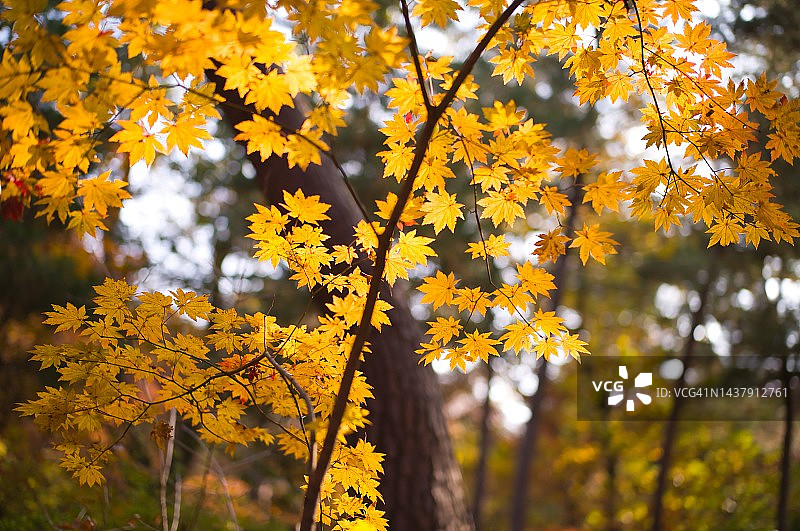 黄色枫叶图片素材
