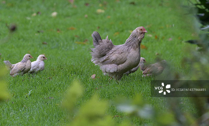 英国草甸上的鸡和小鸡图片素材