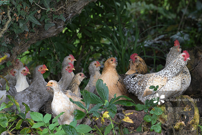 英国树下聚集的鸡图片素材