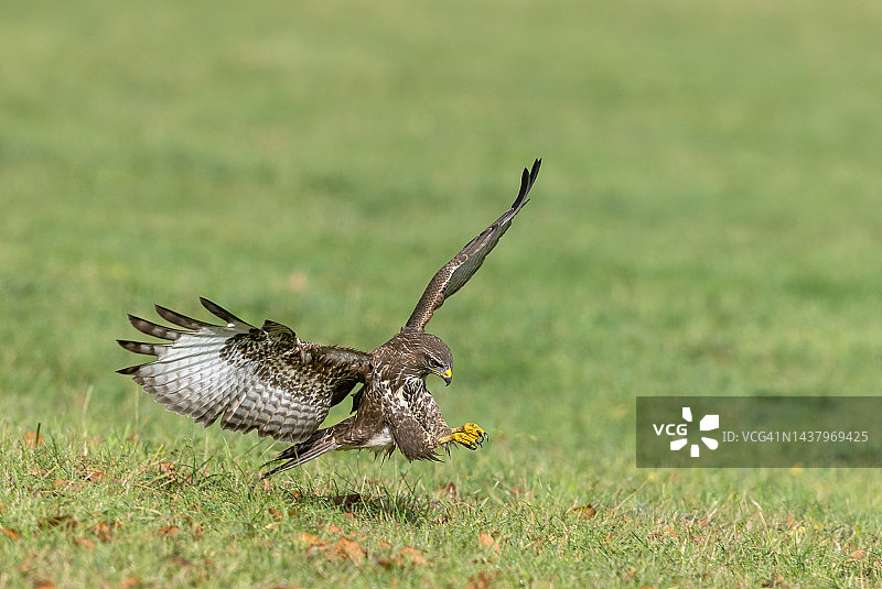 捕猎普通秃鹰(Buteo Buteo)图片素材