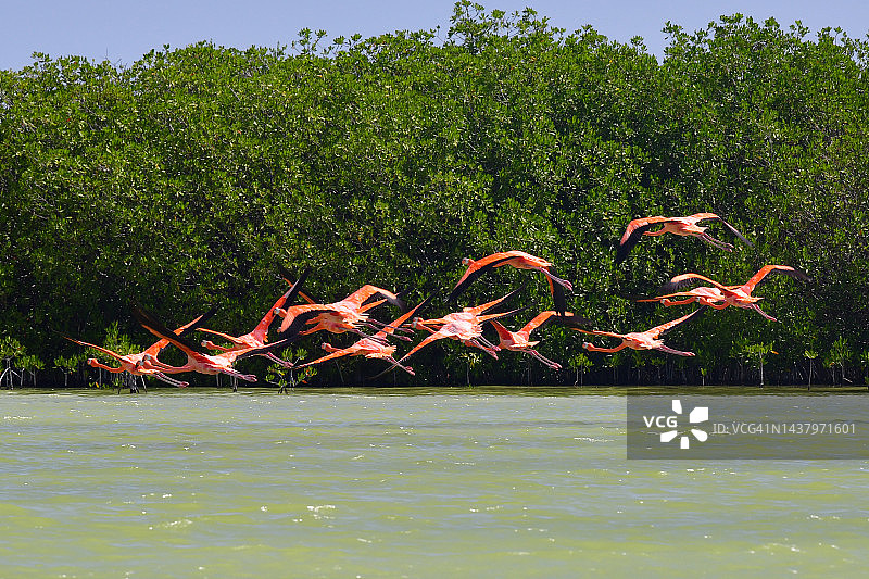 飞跃绿色盐水的火烈鸟图片素材