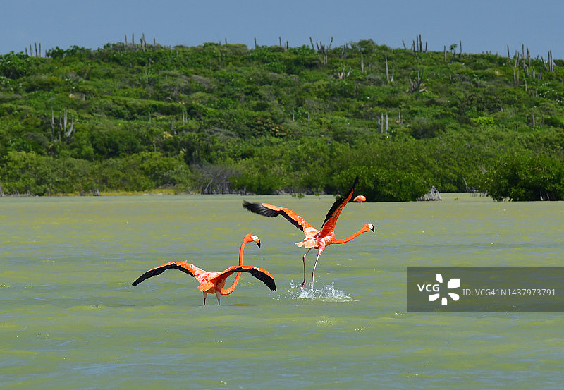 在绿色盐水中行走的古巴火烈鸟图片素材