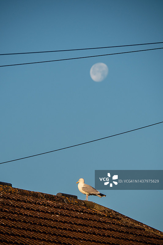 瓦片屋顶和满月下的海鸥图片素材