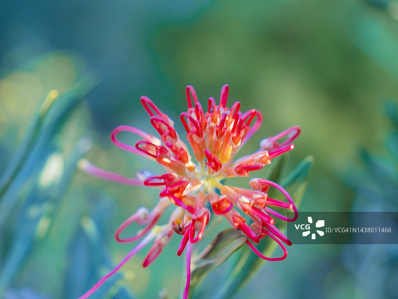 澳大利亚中部麦克唐纳山脉的半荒漠冬季野花图片素材