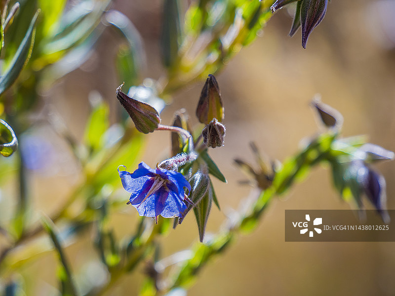 澳大利亚中部麦克唐纳山脉的半荒漠冬季野花图片素材