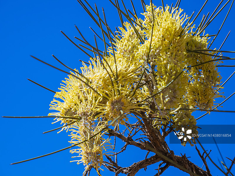 澳大利亚中部麦克唐纳山脉的半荒漠冬季野花图片素材