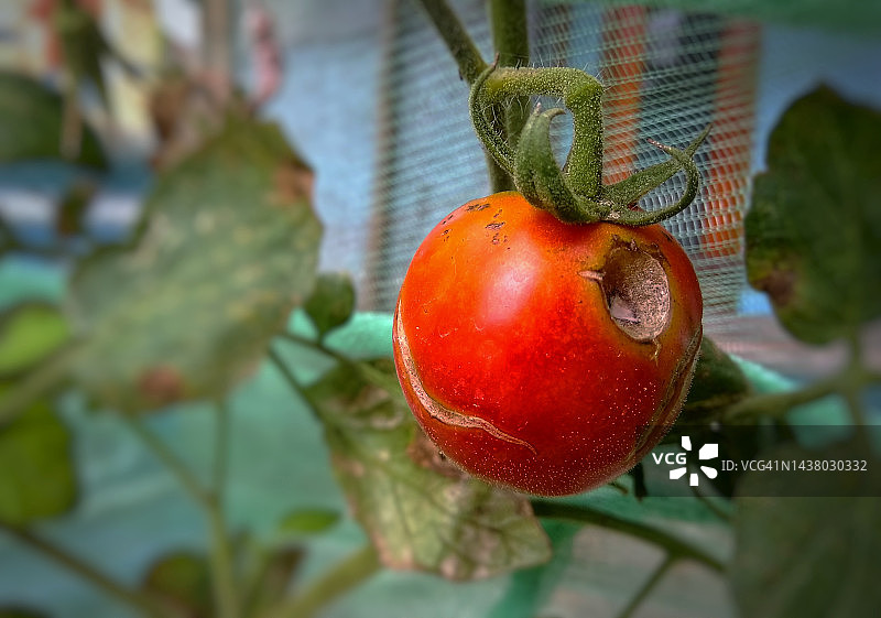 树上腐烂的红色番茄图片素材