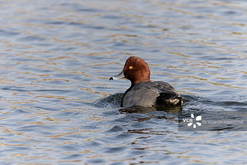 游泳的红发女子图片素材